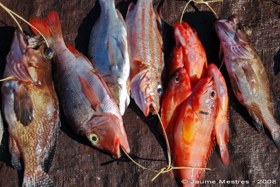 Manats de peixos. Mercat del peix. Maumere. Illa de Flores.11/04/08