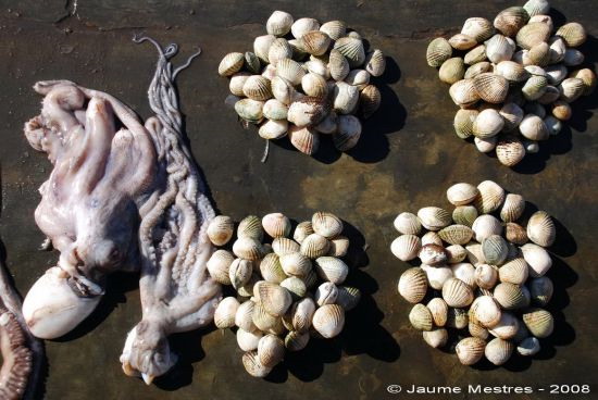 Pops i cloïsses. Mercat del peix. Maumere. Illa de Flores. 11/04/08