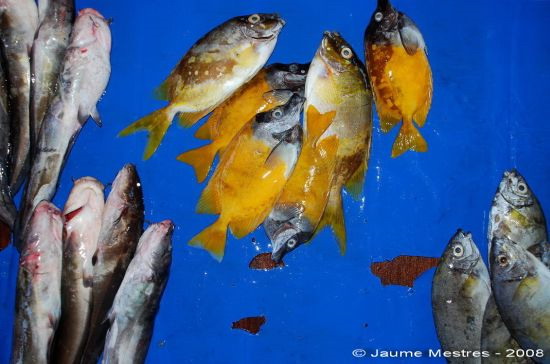 Bodegó sobre fons blau. Mercat del peix. Maumere. Illa de Flores. 11/04/08