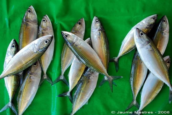 Bodegó sobre fons verd. Mercat del peix. Maumere. Illa de Flores. 11/04/08