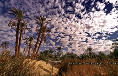 Bolves de cotó encastades al cel. Oasi de Siwa. Egipte